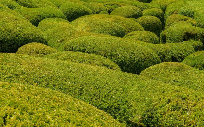 Types Of Boxwood