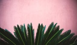 Types Of Palm Plants