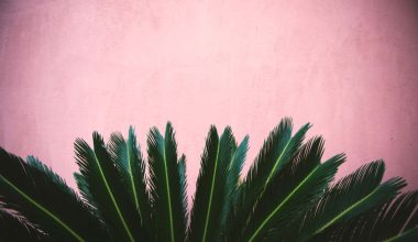 Types Of Palm Plants