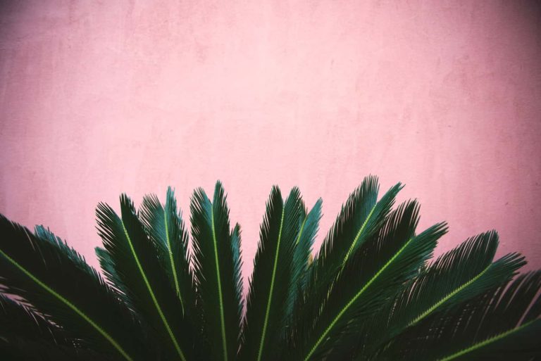 Types Of Palm Plants