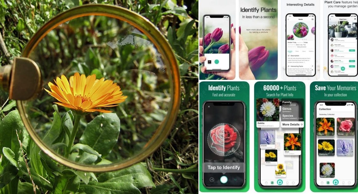 Best Android Apps For Identifying Plants