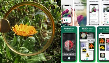 Best Android Apps For Identifying Plants