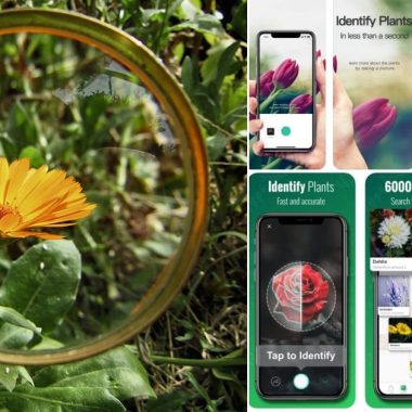 Best Android Apps For Identifying Plants