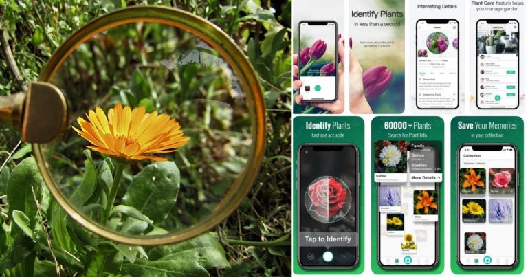 Best Android Apps For Identifying Plants