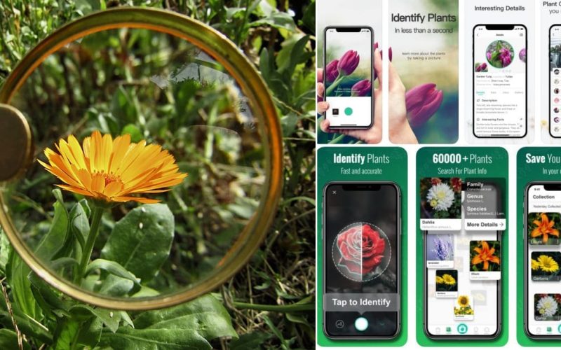 Best Android Apps For Identifying Plants