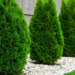 Different Types of Arborvitae