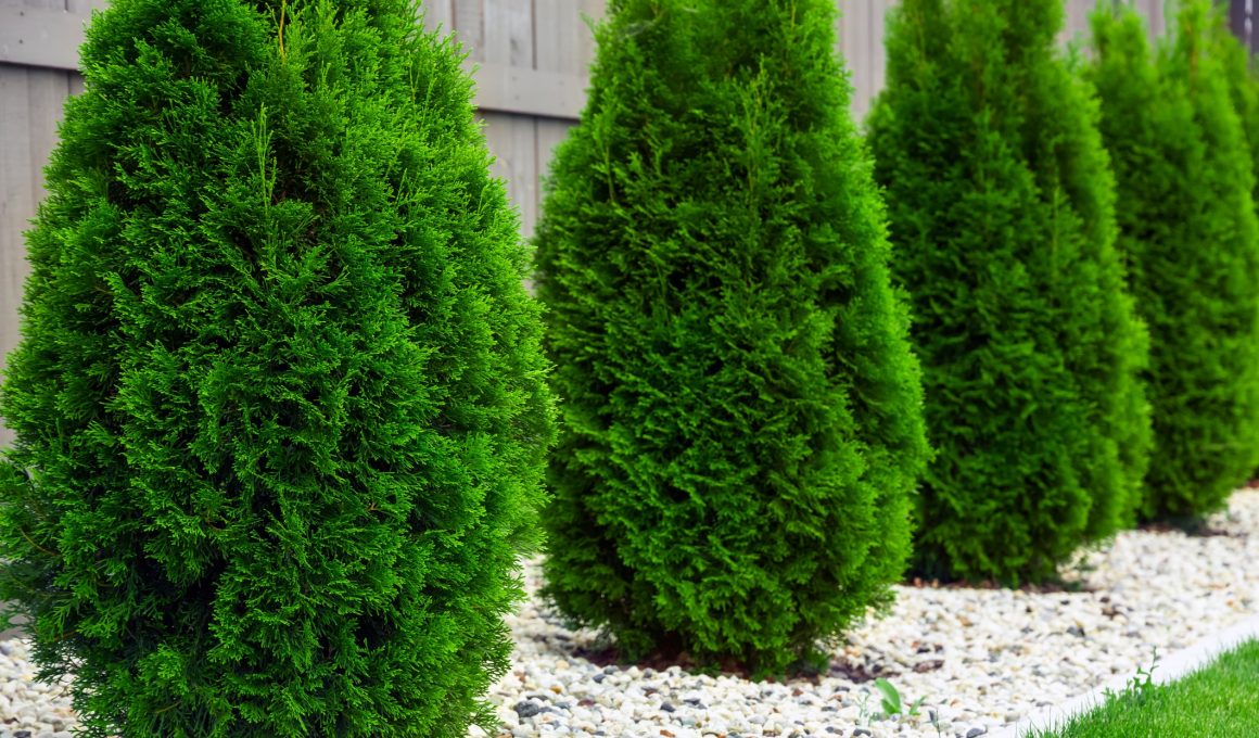 Different Types of Arborvitae