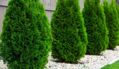 Different Types of Arborvitae