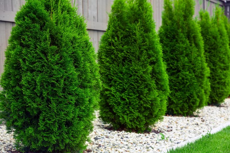 Different Types of Arborvitae