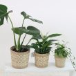 Best Houseplant Pots