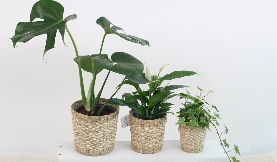 Best Houseplant Pots