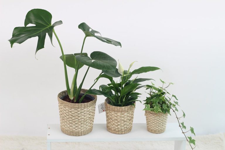 Best Houseplant Pots