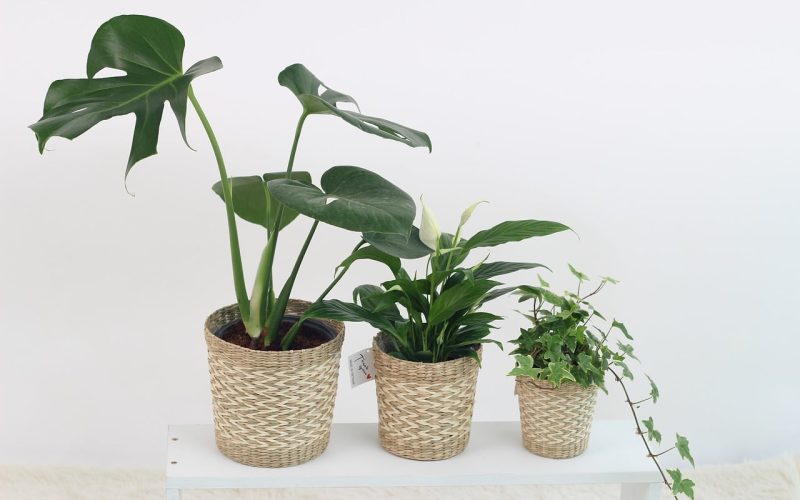 Best Houseplant Pots