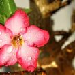 Different Types of Adenium Flowers