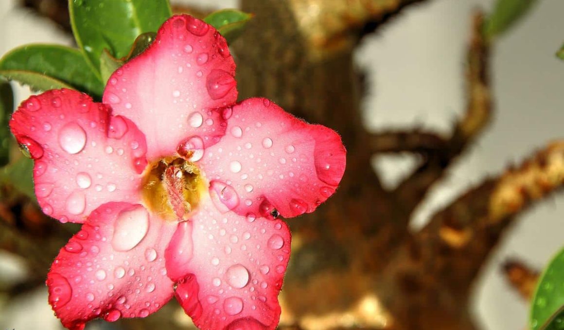 Different Types of Adenium Flowers