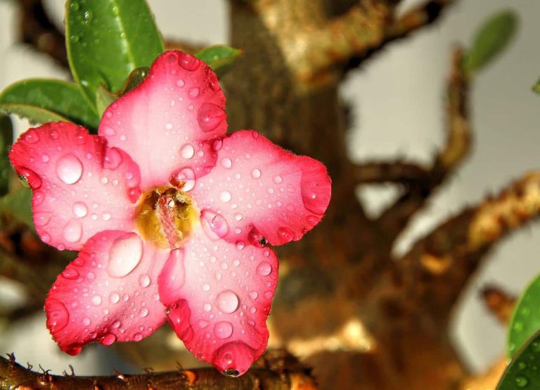 Different Types of Adenium Flowers