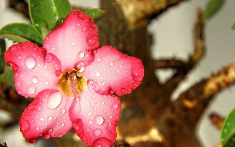 Different Types of Adenium Flowers