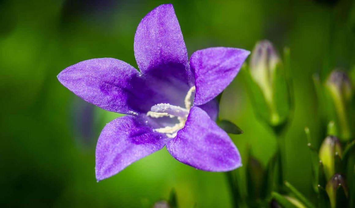 Different Types of Bellflowers