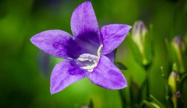 Different Types of Bellflowers