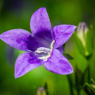 Different Types of Bellflowers