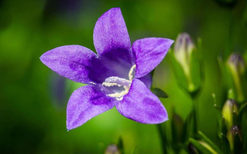 Different Types of Bellflowers