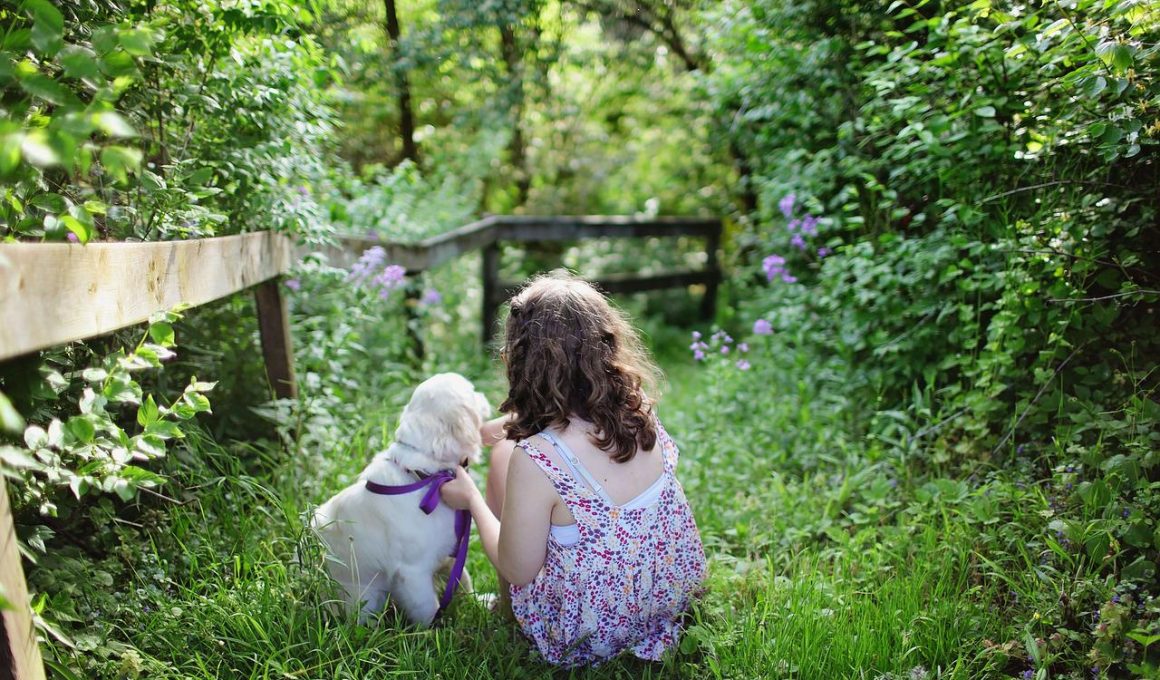 Dog Fence Ideas for Backyard