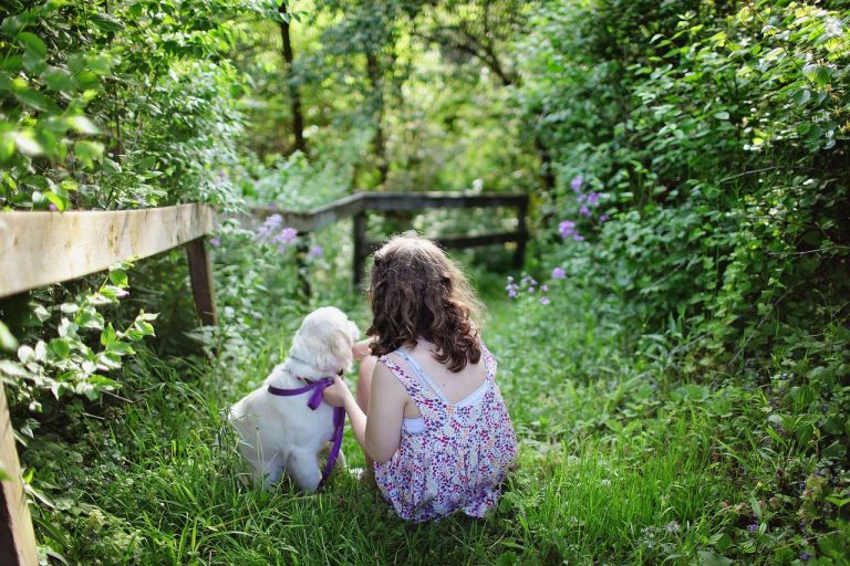 Dog Fence Ideas for Backyard