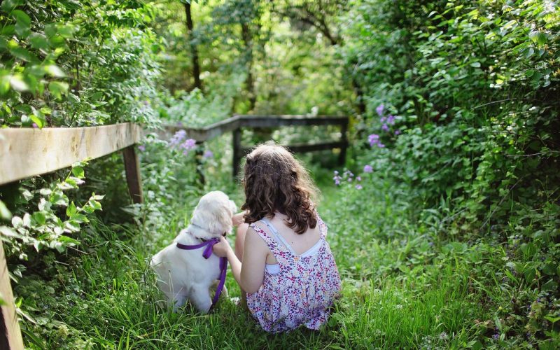 Dog Fence Ideas for Backyard