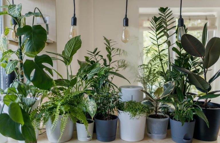 Houseplant Seeds