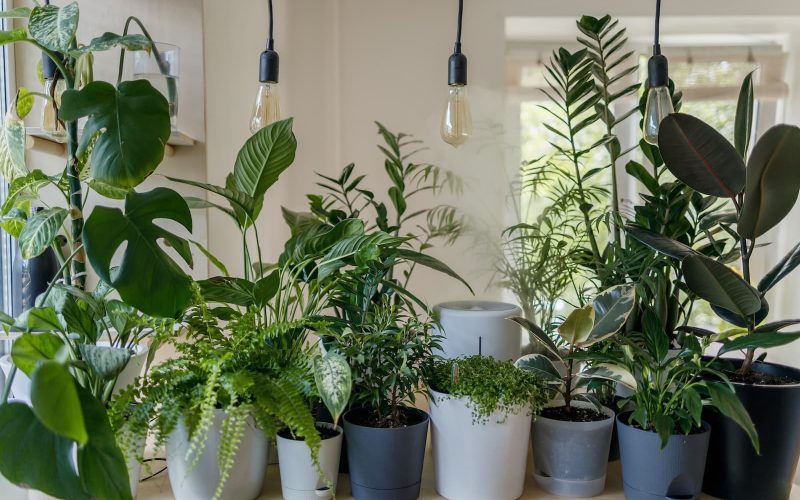Houseplant Seeds