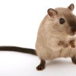 How to Get Rid of Rats in the House?