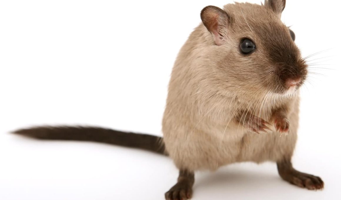 How to Get Rid of Rats in the House?