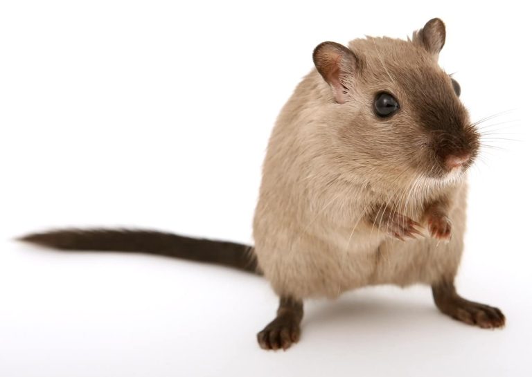 How to Get Rid of Rats in the House?