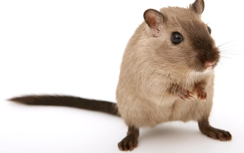 How to Get Rid of Rats in the House?