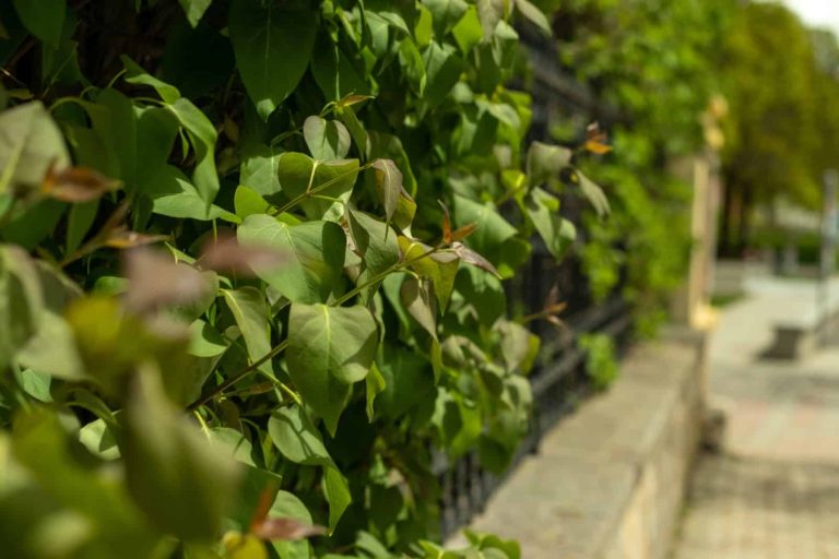 Plant Fence Ideas