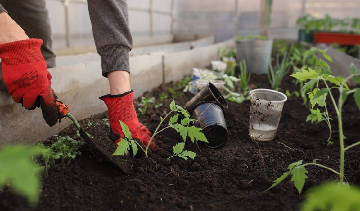 Vegetable Garden Fence Ideas