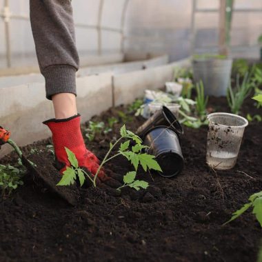 Vegetable Garden Fence Ideas