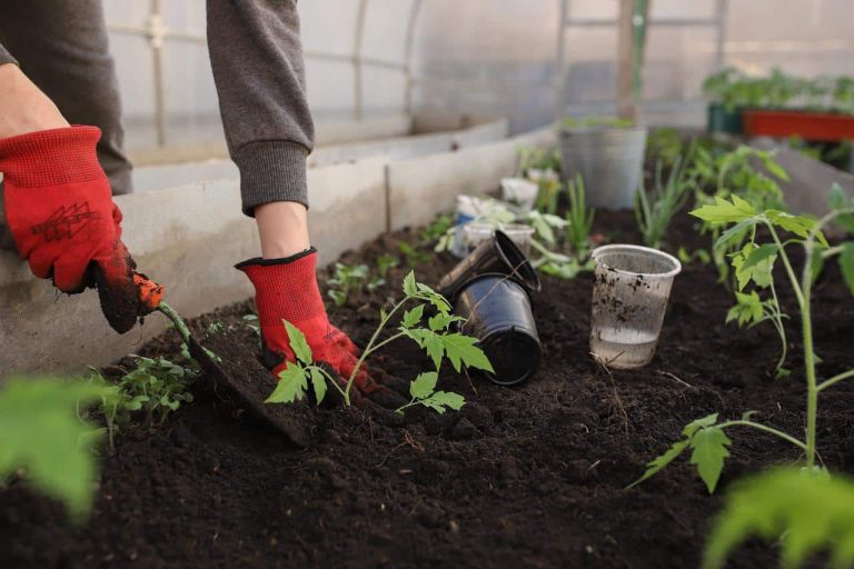 Vegetable Garden Fence Ideas