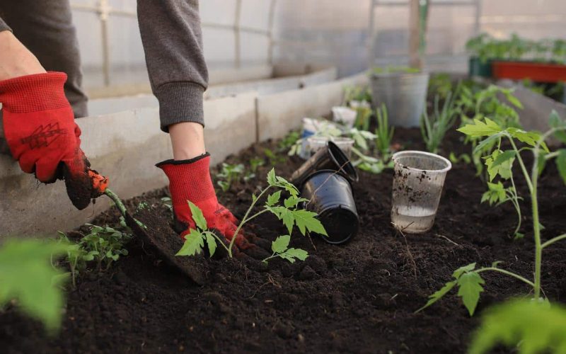 Vegetable Garden Fence Ideas