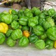 What is Scotch Bonnet Pepper