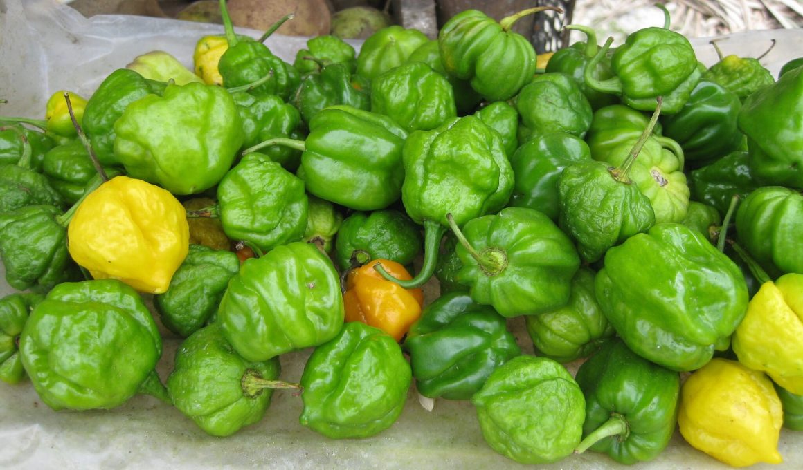 What is Scotch Bonnet Pepper