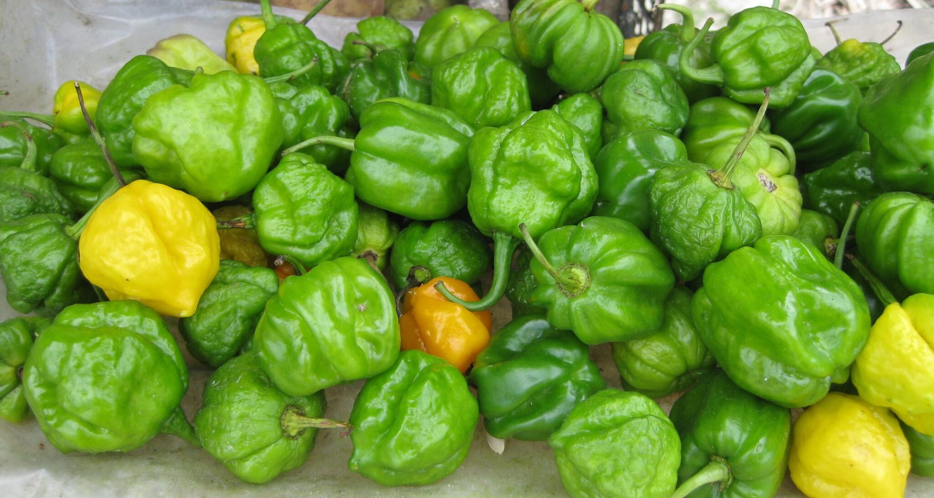 What is Scotch Bonnet Pepper