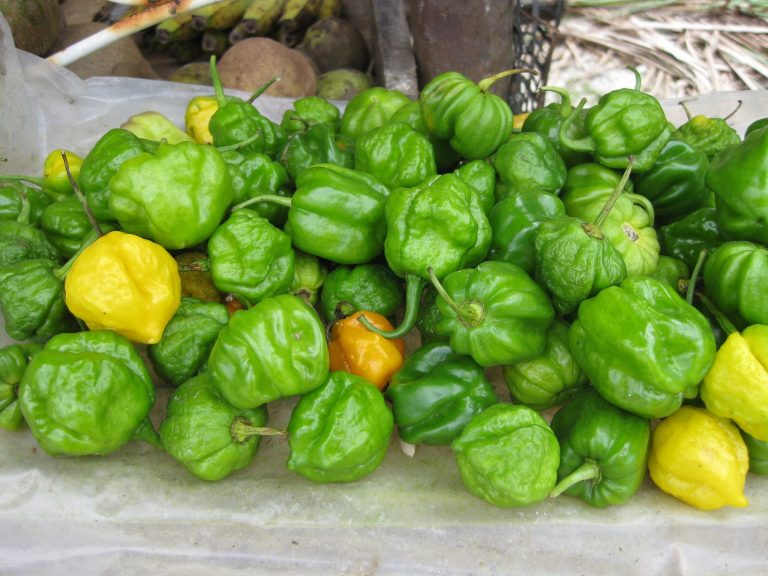 What is Scotch Bonnet Pepper