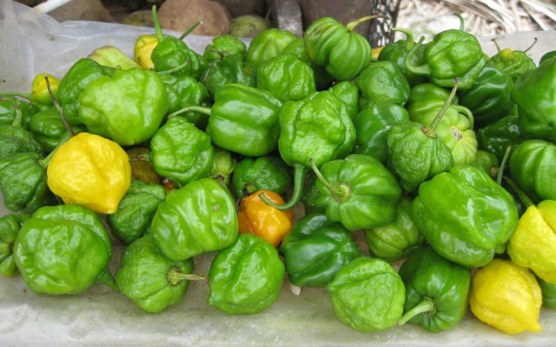 What is Scotch Bonnet Pepper