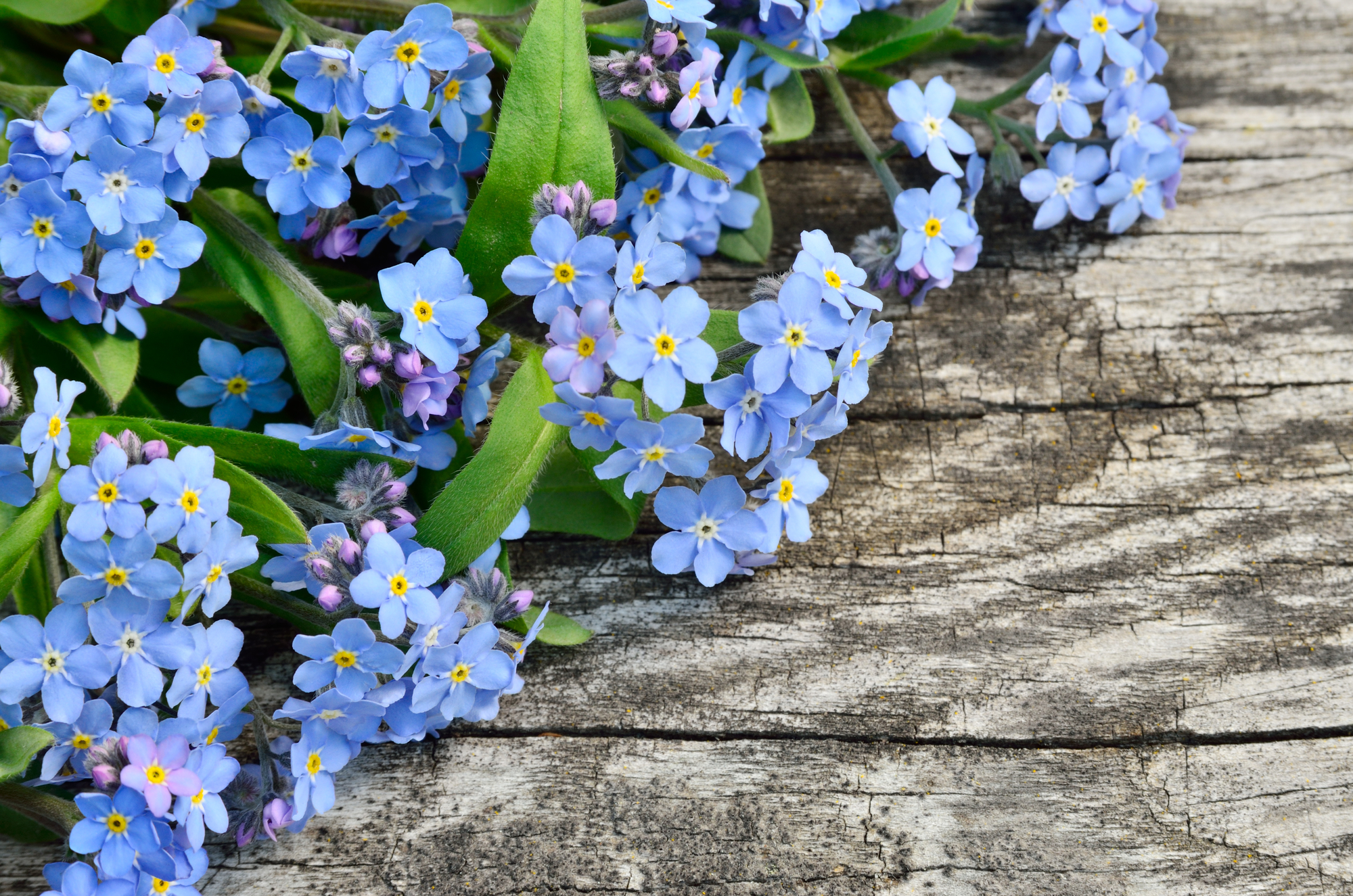 Forget-Me-Not