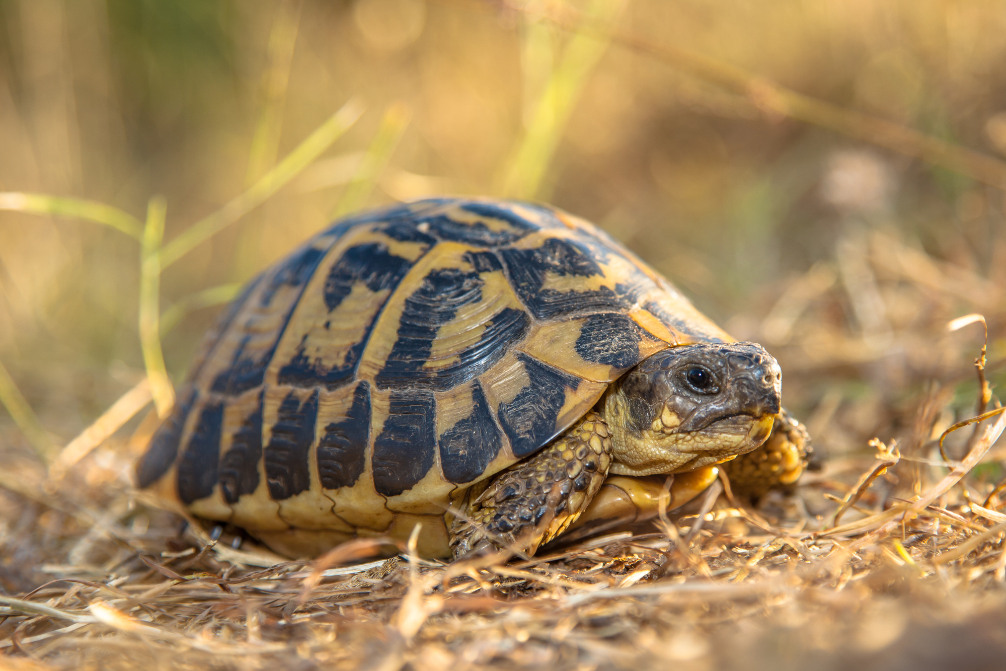 Greek Tortoises