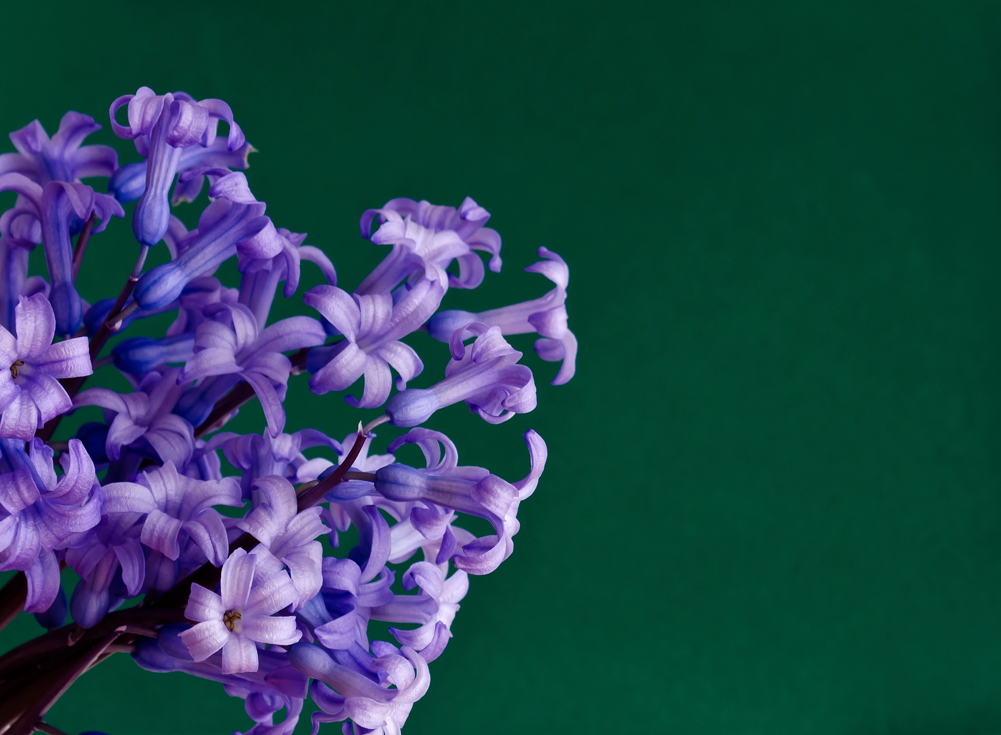 Hyacinths