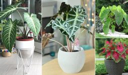 Types of Elephant Ears