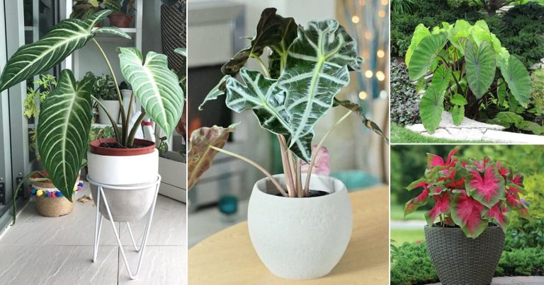 Types of Elephant Ears