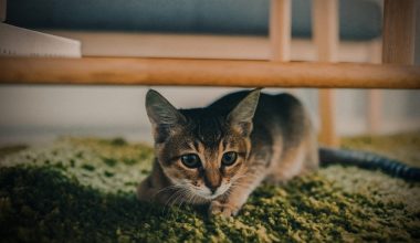 Best Carpet Cleaners for Pets